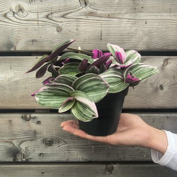 Tradescantia albiflora (Pochodeňovec bielokvetý) ´NANOUK´- výška 5 cm ⌀ 20-25 cm, kont. C1L